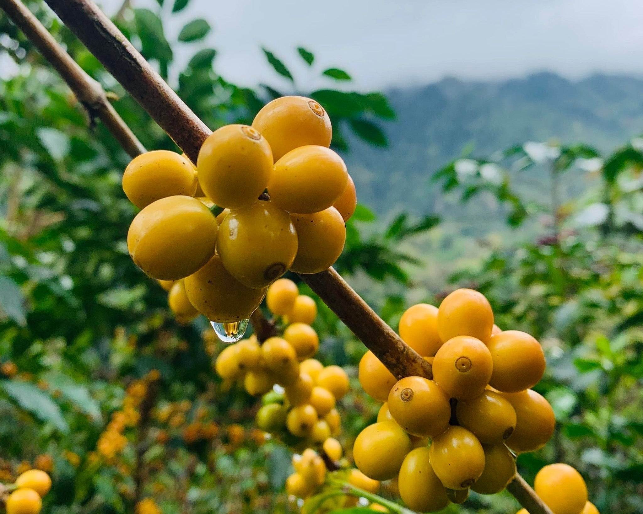 ¿Qué es el café de especialidad? | Biensta Nitro Cold Brew