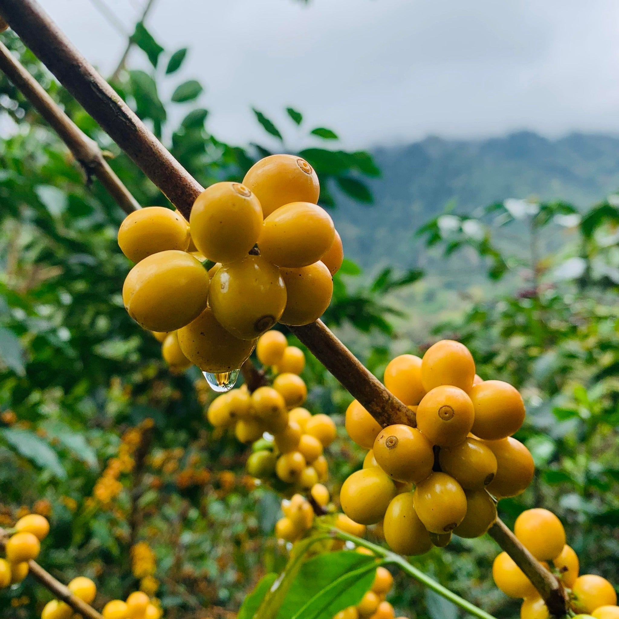¿Qué es el café de especialidad? | Biensta Nitro Cold Brew