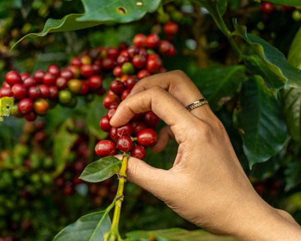 ¿Dónde está Fazenda Samambaia? El origen del café de Biensta en Brasil