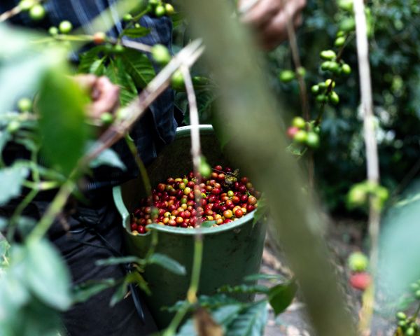 Minas Gerais: el corazón cafetero de Brasil donde nace el café de Biensta - biensta