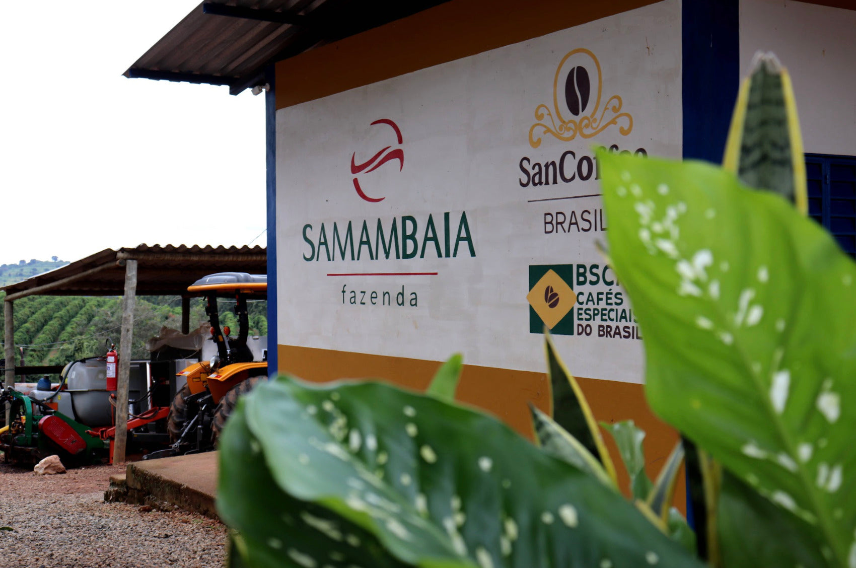 Café con Origen Real en Fazenda Samambaia, Brasil