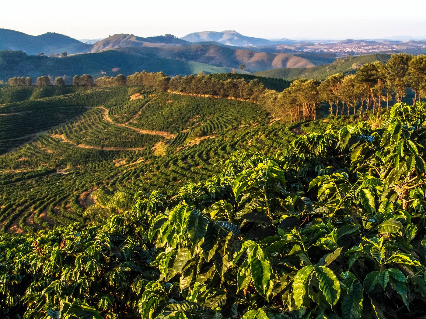 Café de especialidad. Cold Brew como nunca